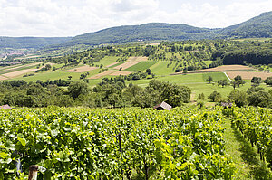 der höchste Weinberg Württembergs