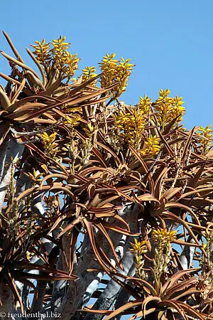 im Winter (Juli) blühen die Köcherbäume (Aloe dichotoma) 