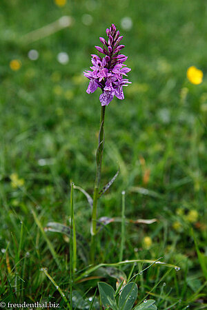 Breitblättriges Knabenkraut (Dactylorhiza majalis)