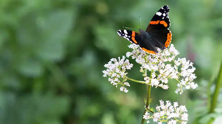 Admiral (Vanessa atalanta)