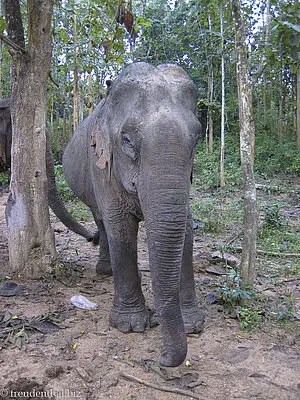 Elefant im Wald von Laos