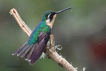 Ein Kolibri in Costa Rica