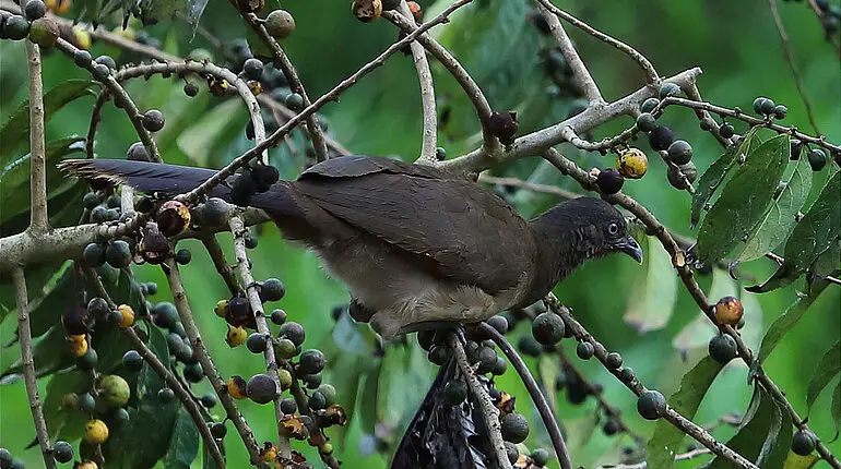 Graukopftschatschalaka - Graukopfguan