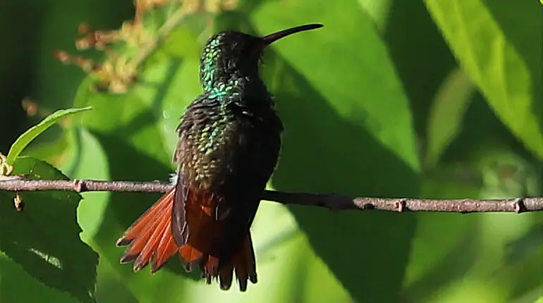 Ein Kolibri