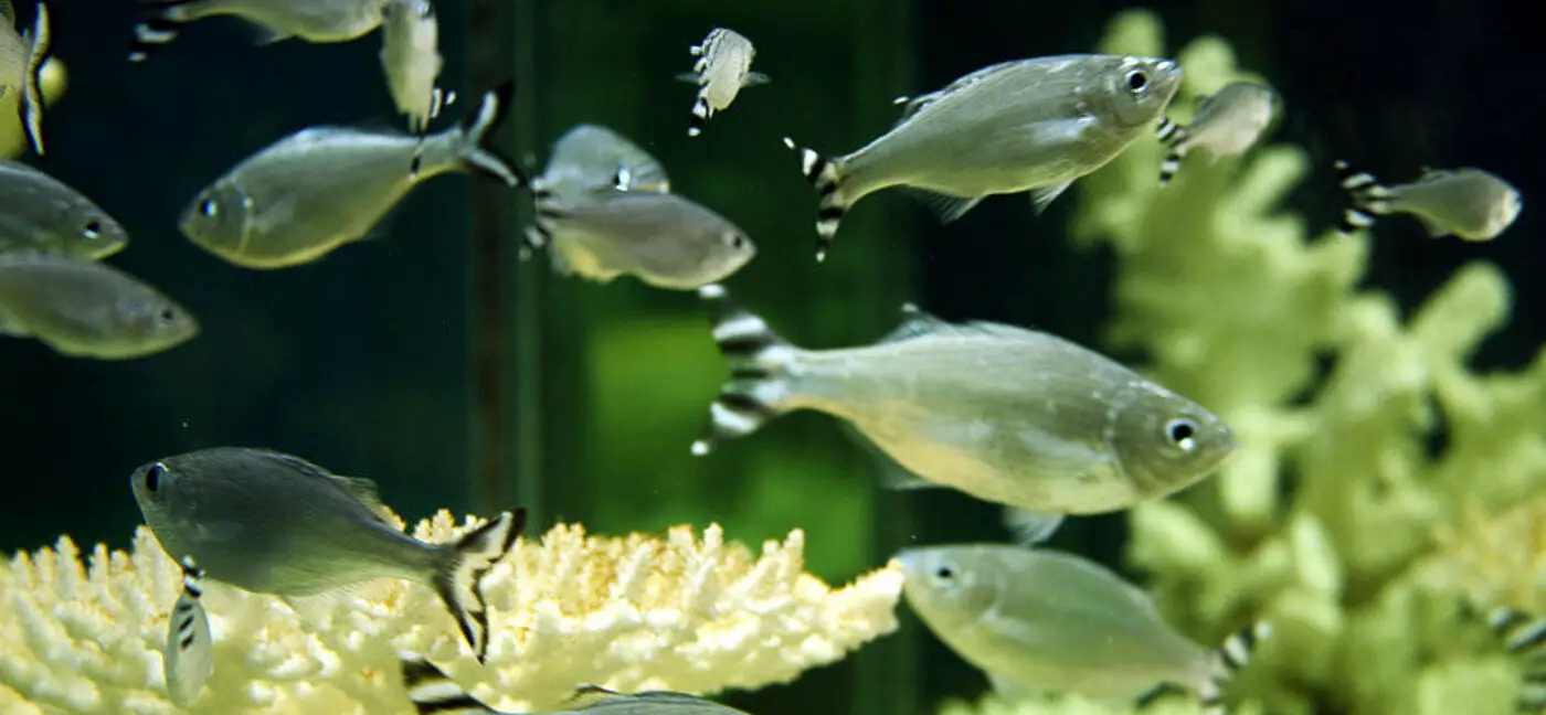 Aquarium Pointe aux Piments